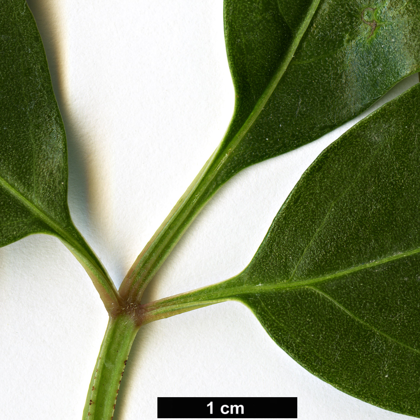 High resolution image: Family: Vitaceae - Genus: Parthenocissus - Taxon: thomsonii